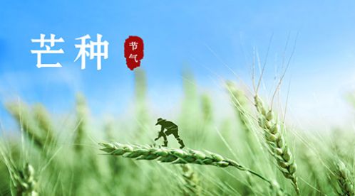 芒種 | 風(fēng)吹麥成浪，蟬鳴夏始忙【杭州易造】