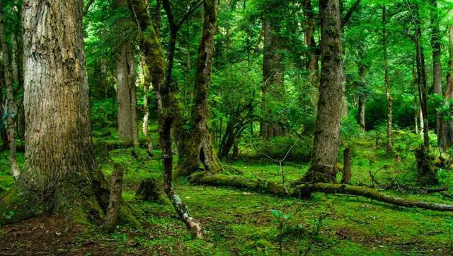 植樹節(jié)-春風(fēng)十里，正“植”有你【杭州易造】