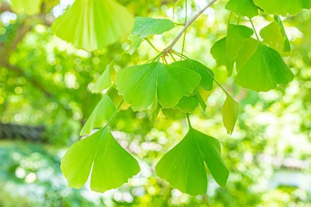 植樹節(jié)-春風(fēng)十里，正“植”有你【杭州易造】