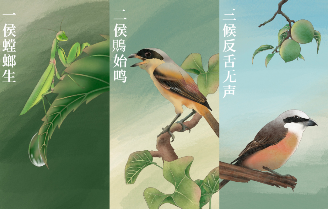 芒種 | 風吹麥成浪，蟬鳴夏始忙-三候