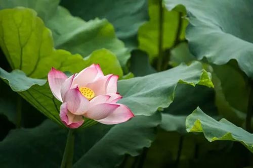 夏至 | 蟬噪林逾靜，鳥鳴山更幽【杭州易造】
