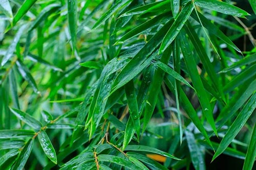 夏至 | 蟬噪林逾靜，鳥鳴山更幽【杭州易造】